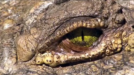 Angry Mother Hippo Attack Crocodile After Baby Hippo is Eaten