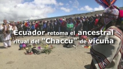 Ecuador realiza a los pies del volcán Chimborazo el primer "Chaccu" de vicuña