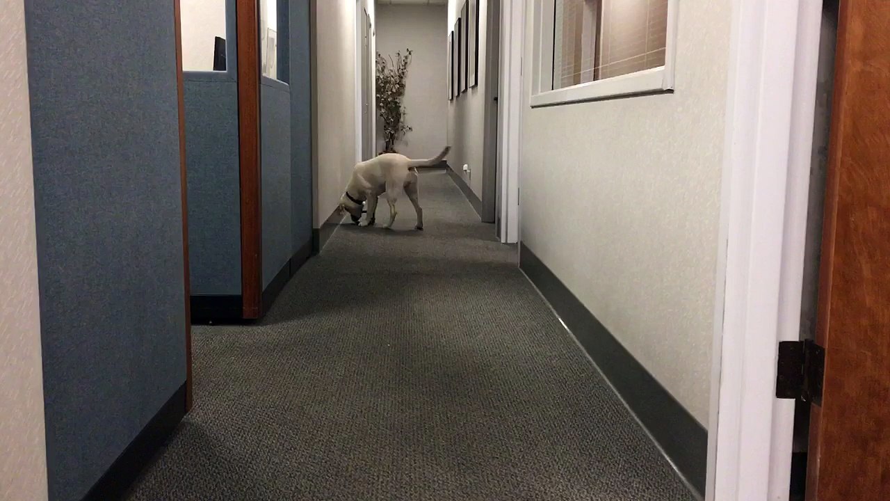 Silly pup won't put down her chew toy to pick up her ball