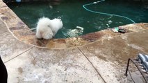 甘えん坊のサモエド犬と一緒に1日遊ぶ！白いもふもふ犬が超かわいい！samoyed puppy