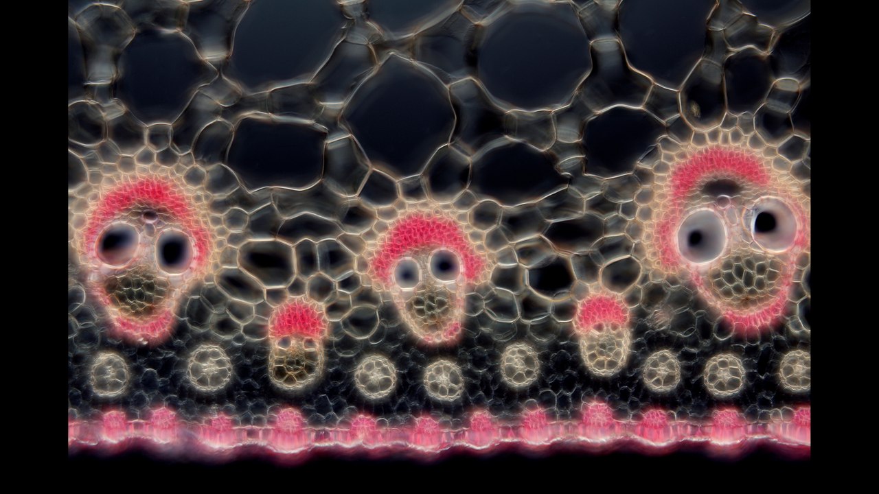 Comme des bulles de savon...