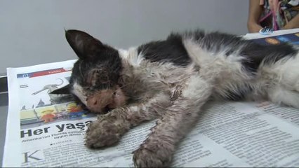 Harçlıklarını Yaralı Kedinin Tedavisi İçin Harcadılar