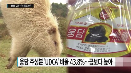 '골칫덩어리' 뉴트리아, 알고보니 귀한 몸 / YTN (Yes! Top News)