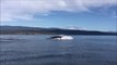 Des images incroyables d'une baleine a bosse qui fait surface en mer