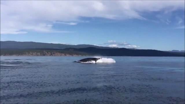 Des images incroyables d'une baleine a bosse qui fait surface en mer