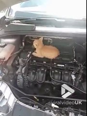 Quand tu as le moteur qui ronronne... Mais vraiment