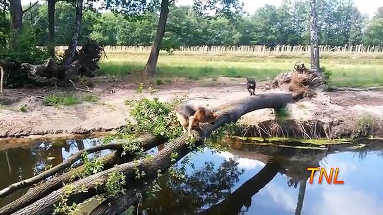 Fail Compilation July 2017