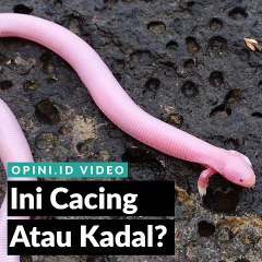 Ini Cacing atau Kadal