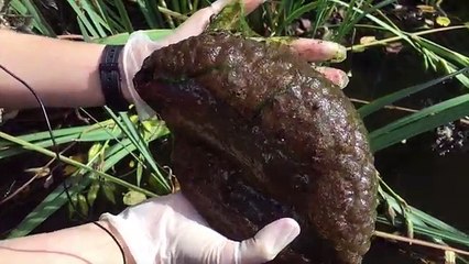 Qu'est-ce donc cet animal étrange et gélatineux découvert dans un parc ?