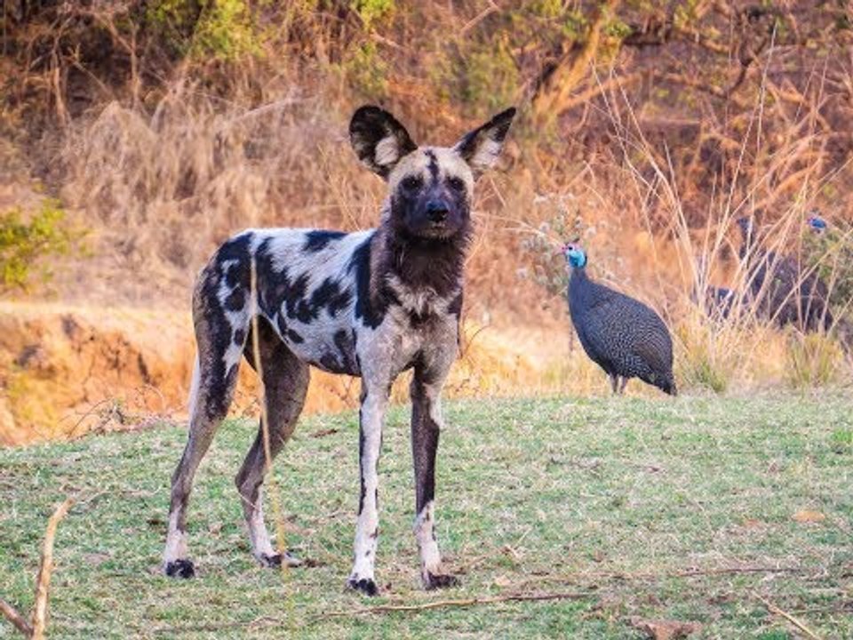Wild Dogs Hunt off Hyena Only to Get Chased Away by Baboon