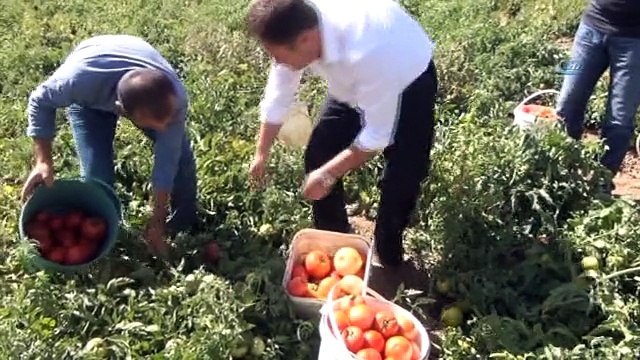 Bitlis'te Domates Bereketi