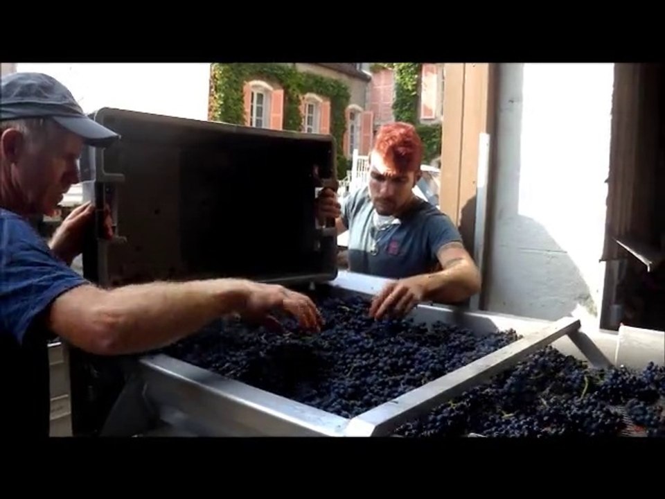 Vendanges au domaine Mugneret-Gibourg à Vosne-Romanée (Bourgogne)