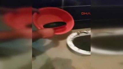 Polis Bonzaiyi Klozetten Çıkardı