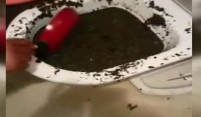 Polis bonzaiyi klozetten çıkardı