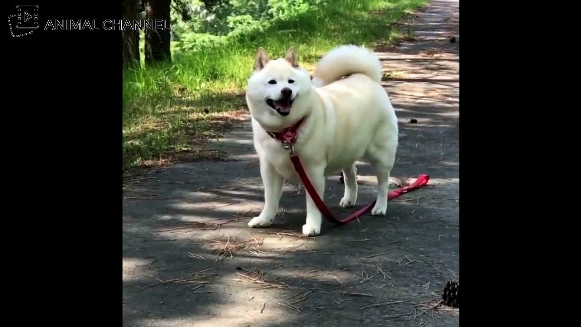 かわいい柴犬 Shiba Inu の最高に可愛い おもしろハプニング動画集 4 Video Dailymotion