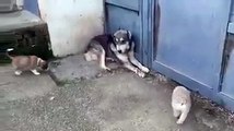 Mom protects her puppies from dad