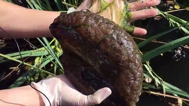 Une étrange créature gélatineuse découverte dans un étang au Canada