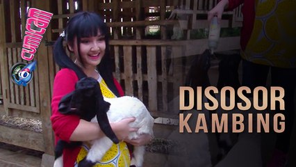 Kasih Susu, Barbie Cikarang Menjerit Disosor Kambing - Cumicam 08 September 2017