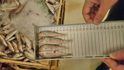 Balık Halinde 2. Dalga Operasyon... Tonlarca Balığa El Konuldu