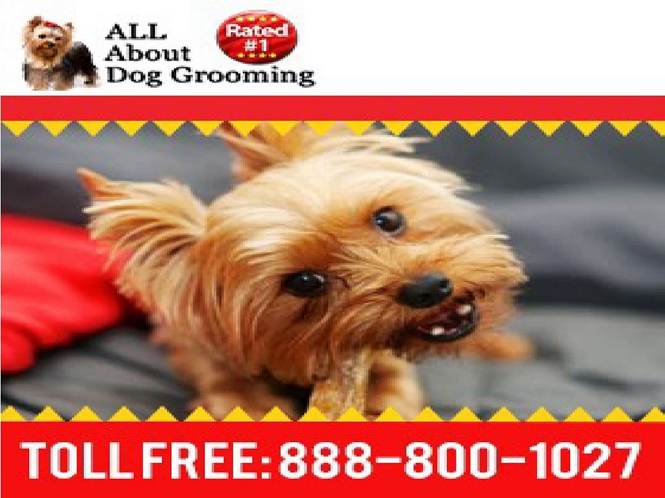 Online Dog Grooming Schools | Online Pet Grooming Schools