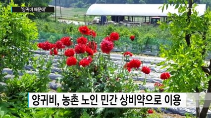 "양귀비 때문에" 농촌 노인 마약 범법자 전락 / YTN (Yes! Top News)