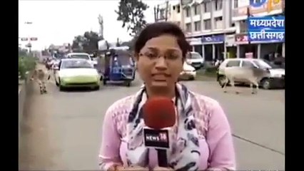 Indian Female Reporter Hit by a Cow During Live Interview