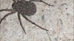 Il tombe sur une araignée très bizarre... Qui transporte des milliers de bébés araignées. Flippant