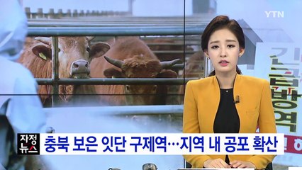 충북 보은서 6번째 구제역...지역 내 공포 확산 / YTN (Yes! Top News)