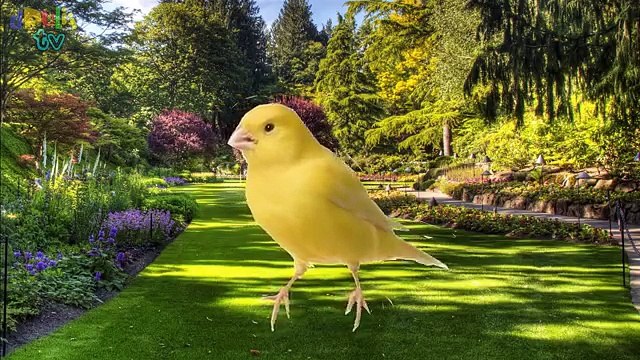 Learn Wild Animals Names and Sounds | With Cartoon charers and Real Animals | dRuLii TV