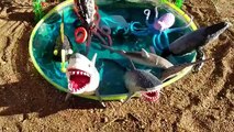 Children Video Shark Toys Learn Learning Names of Sea Animals Kids Park Slide into Mini Po