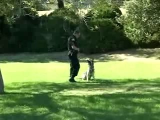 Detective Rocky K9 Police Dog Rocks!