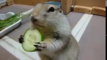 Salatalık yiyen şirin sincap