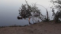 Un crocodile attaque une cigogne