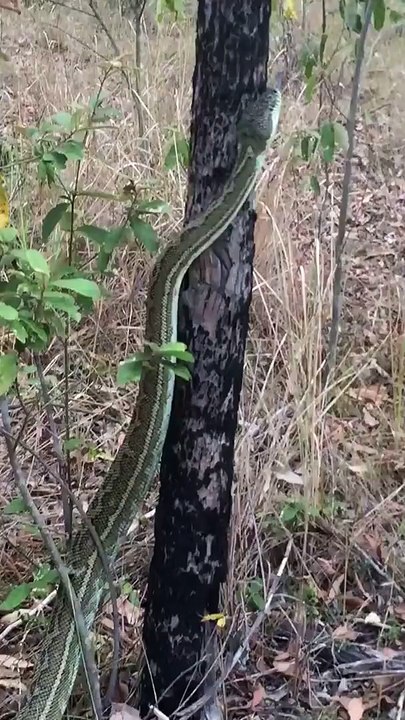 La technique de ce python pour grimper aux arbres est incroyable !