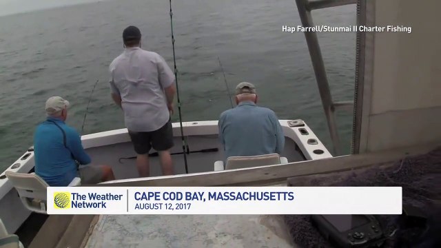 Un pêcheur se fait voler sa prise par un requin blanc