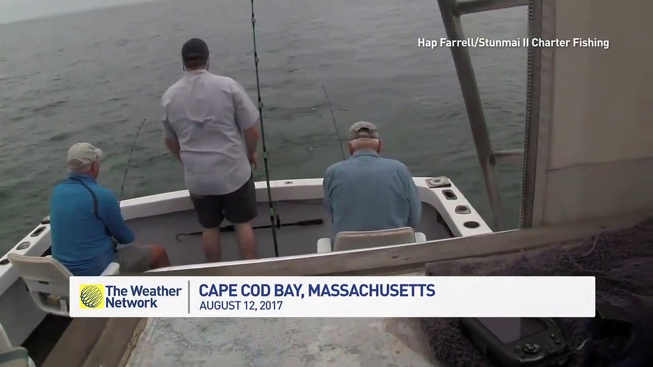 Un pêcheur se fait voler sa prise par un requin blanc