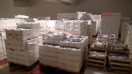 Denizlerimizde Ürküten Tablo : Av Boyutuna Ulaşmadan Avlanan 10 Ton Balığa Daha El Konuldu