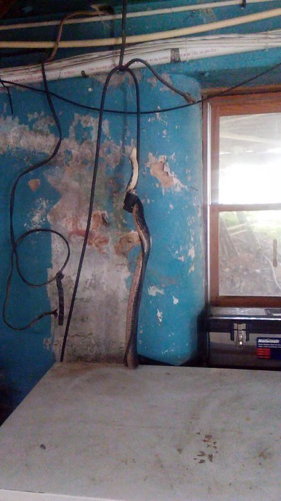 Snake in the Basement