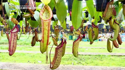 과학 다큐 비욘드 - 38억 년 생존의 기술, 자연이 답이다_#003