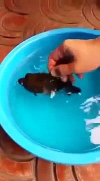 ALLAH ki Qudrat - New Miracles Of Islam