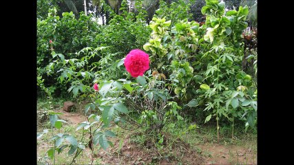 WATCH AND GAIN WHAT BEAUTIFUL FLOWERS  SAY__A New Type of Vedio Clip__2017