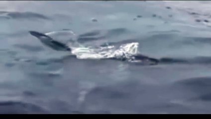 fish flying,miracle of allah,subhan allah,infoprovider