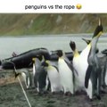 Pingouins VS corde... Leur réaction est juste HILARANTE