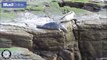 Terrifiés par les touristes, des phoques se jettent du haut des falaises