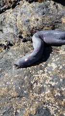 Il peche un poisson vraiment très bizarre au chili