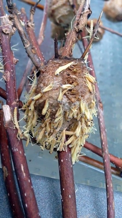 Avez-vous déjà vu un nid de mantes religieuses... Un peu flippant non?