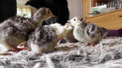 German Shepherd puppy meets turkey chicks