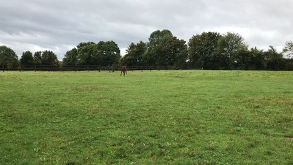 Gilles Lavielle a fait le top-price avec son poulain...