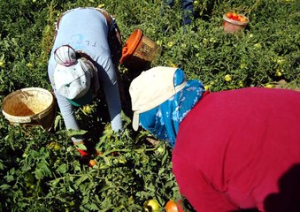Bitlis'te Domates Bereketi