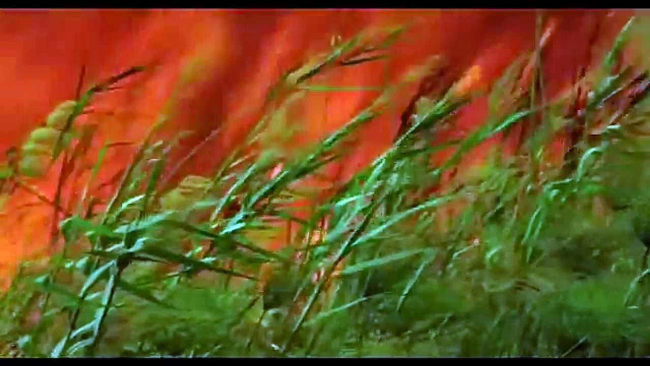 Son Aslanlar Belgesel